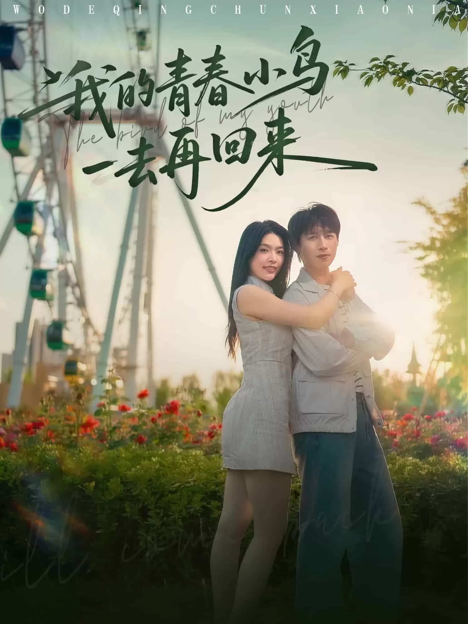 我的青春小鸟一去再回来